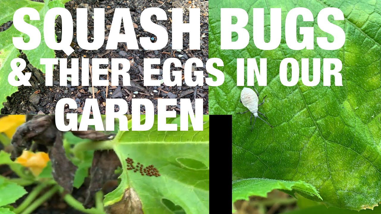 Squash bugs and thier eggs in our garden youtube