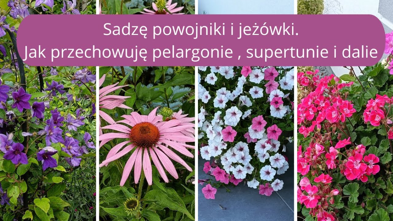 Sadzę jeżówki i powojnika. Jak przechowuję pelargonie- supertunie- dalie, niezawodny sposób.