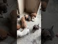 ASPIN PUPPIES 