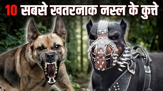 Top 10 Most Dangerous Dog Breeds in the World | दुनिया के 10 सबसे खतरनाक नस्ल के कुत्ते