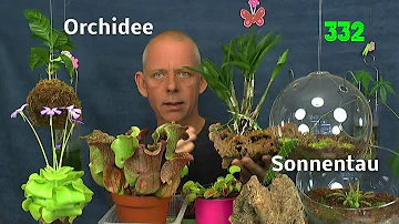 Kann man Orchideen mit anderen Pflanzen zusammen Pflanzen?