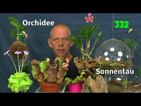 Orchidee auf dem Stein, Sonnentau im Glas und anderes
