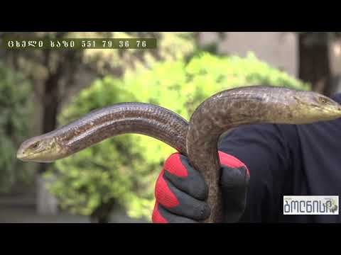 ქვეწარმავლების პრობლემა კვლავ აქტუალურია