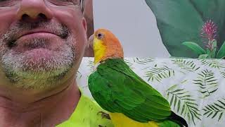 A minute of bliss while Daisy preens me ❤️❤️❤️ by Providence Meadow Caique Sanctuary 37 views 19 hours ago 1 minute, 22 seconds