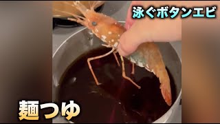 生きてるボタンエビを麺つゆに泳がせた結果。。。　#shorts