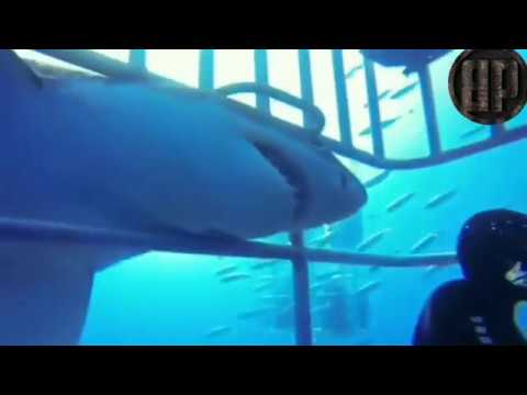 MENDEBARKAN !!! Penyelam ini nyaris meregang nyawa ketika bertemu hiu putih besar ganas