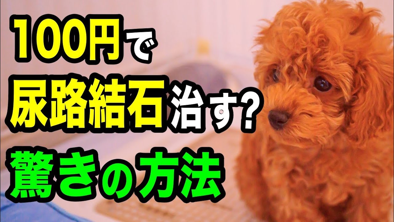 犬のストルバイト尿石症を治すと噂の「あの食材」について獣医師が解説します【切り干し大根の煮汁】