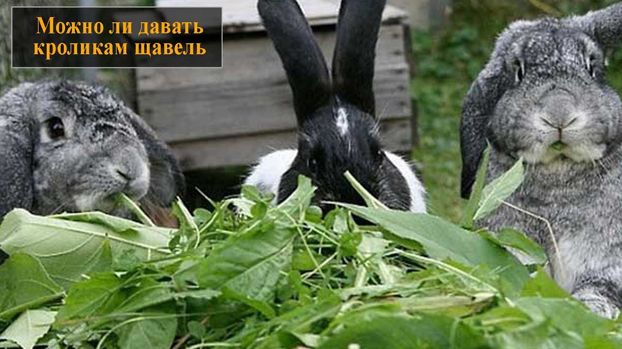 Можно давать кроликам капусту. Питание кроликов. Кормовой кролик. Три кролика. Крольчата едят травку.