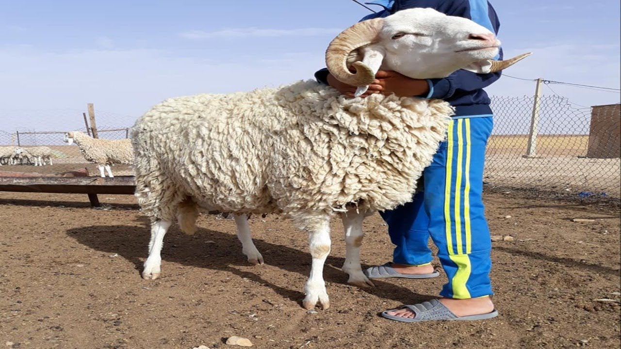 ⁣كباش العيد 2020 من عند الفلاح بأرخص الأسوام