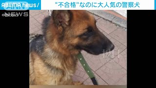 試験に落ちた警察犬が大人気　最高560万円の値も(2021年7月10日)