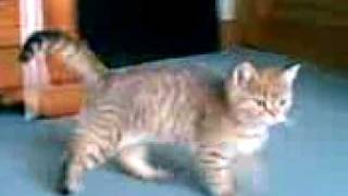 Chaton British Shorthair