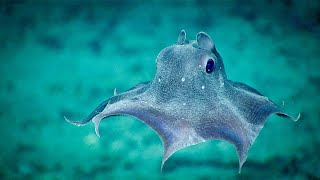 Facts: The Flapjack Devilfish (A Hidden Gem of the Deep)