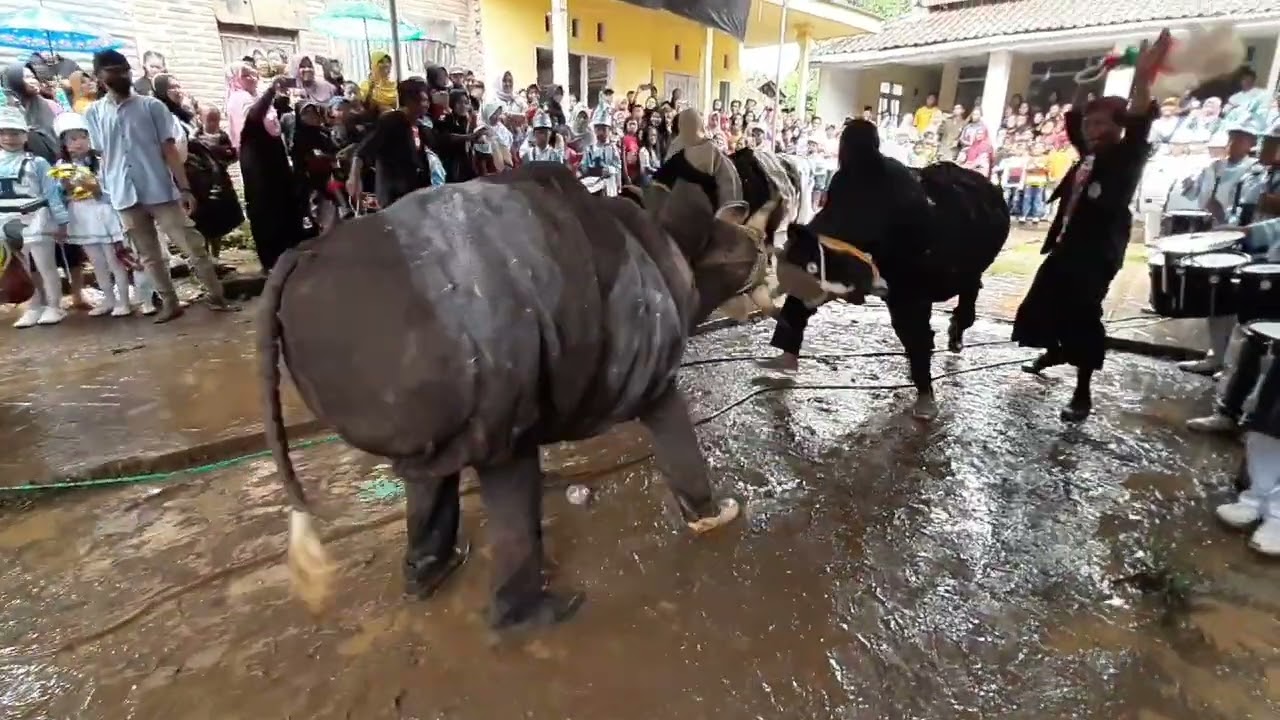 GAWAT!!! ADUAN SAPI SAPIAN DRUMBAND MACAN PUTIH