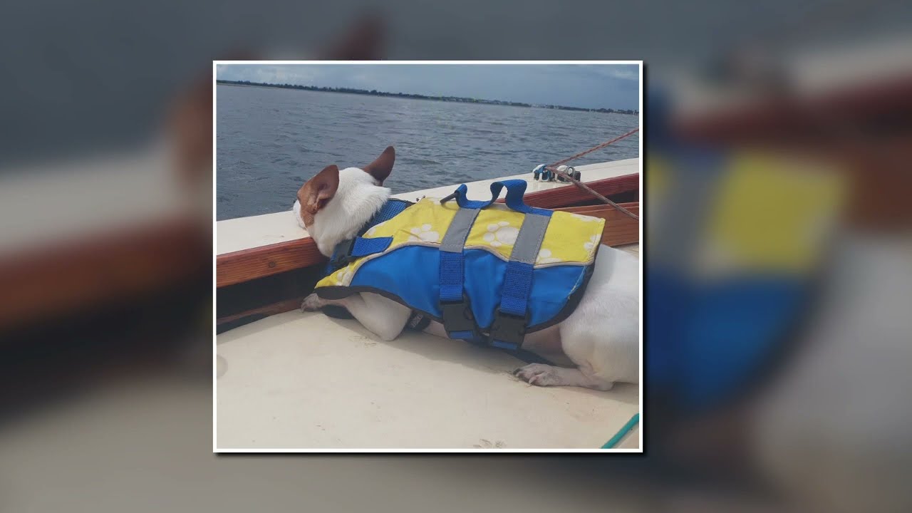 Patches The Dog First Sail Aboard Y~Knot~Wood Scruffie 16