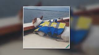 Patches The Dog First Sail Aboard Y~Knot~Wood Scruffie 16