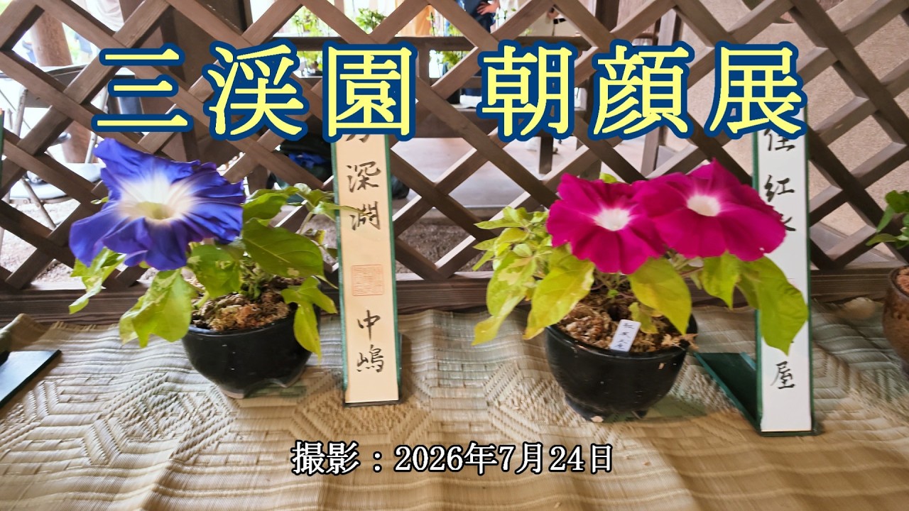 三渓園朝顔展 [4K] Morning Glory Exhibition in Sankeien Garden