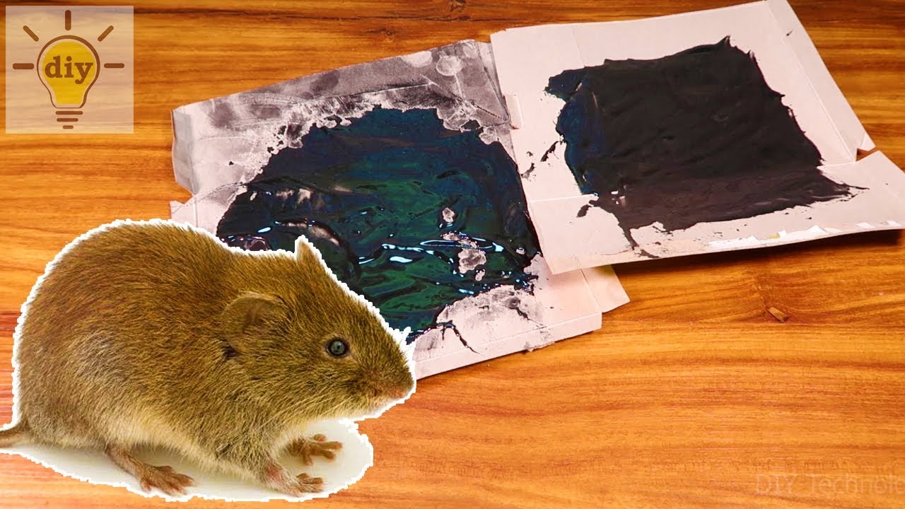 Idea Mouse Trap How To Catch A Mouse At Home YouTube Idea mouse trap how to catch a mouse at home youtube