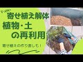 《解体＆土のリサイクル》２年後の寄せ植え 植物の再利用・養生＆土の再生／カラーリーフ満載寄せ植え製作／半地植え