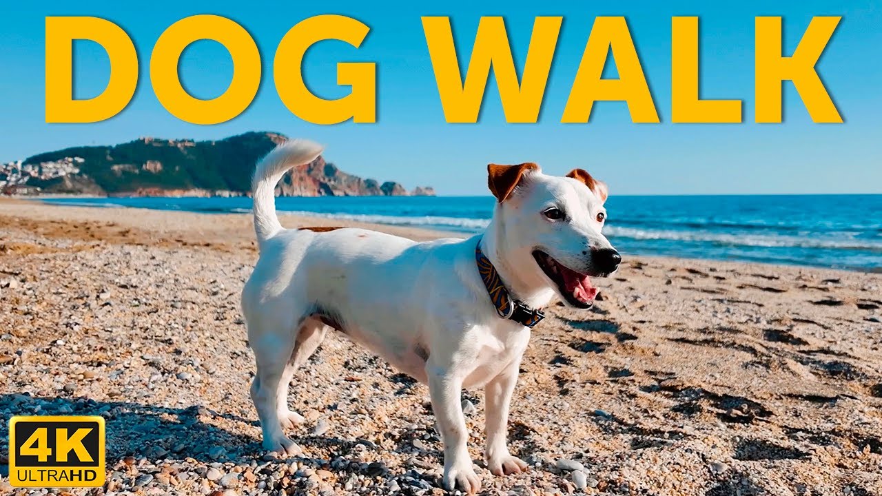 Adriatic Dog Beach Walk  🐾 | Calm Backgroun  for Dogs Left Alone | 4К