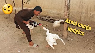 Aseel Murga Ki Fight Ho Gai Minawali Aseel Murga Fight Aseel Murga Fight Training