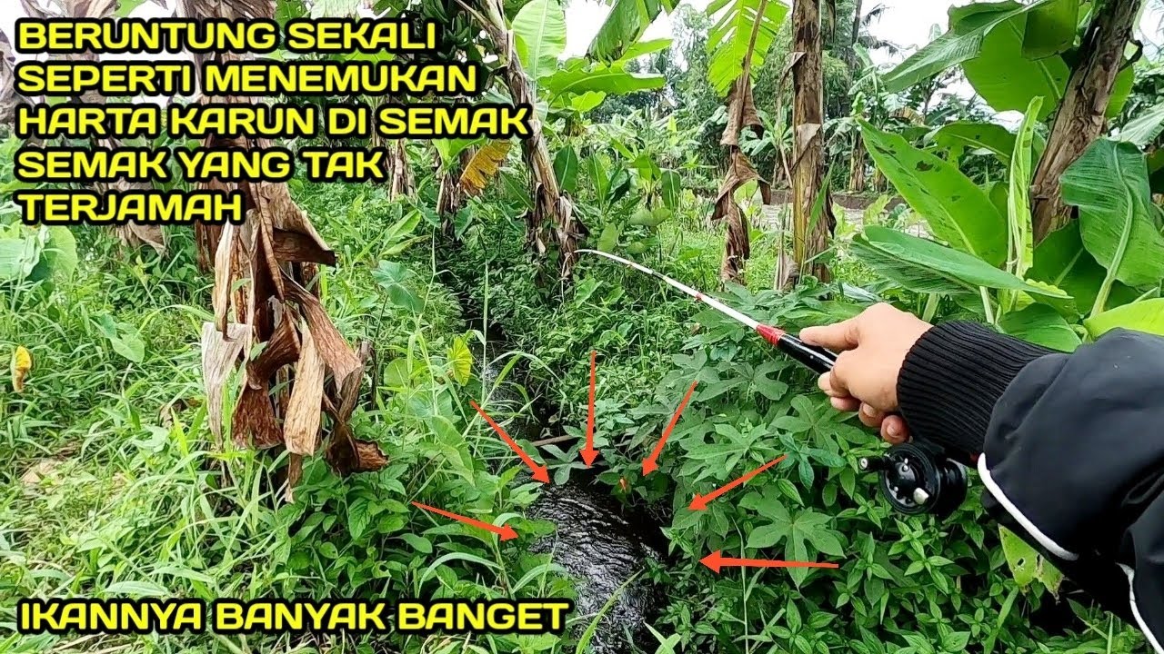Seperti Menemukan Harta Karun Mancing di Selokan Dapat Banyak Ikan Diantara Rumput Rumput Liar