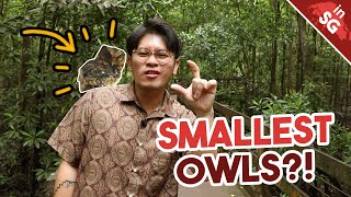 How Small Is Singapores Smallest Owl? Sunda Scops Owl