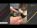 Disabled cat finds the man of his dreams