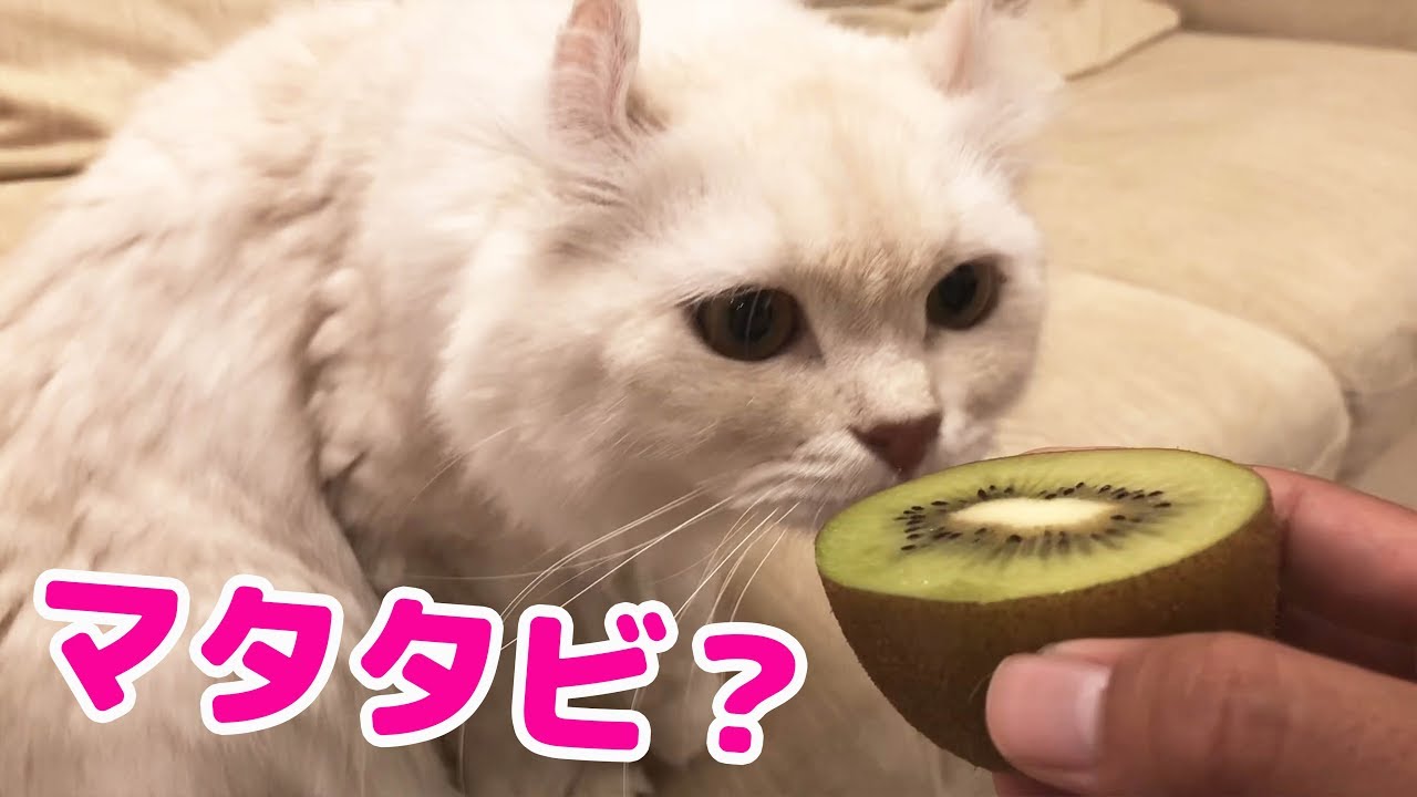 キウイがマタタビと同じ効果があると知って猫に食べさせようとしたら Youtube