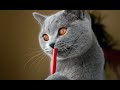 ЛУЧШИЕ ПРИКОЛЫ с животными 2020! №50 Смешные коты,собаки новинки видео до слез