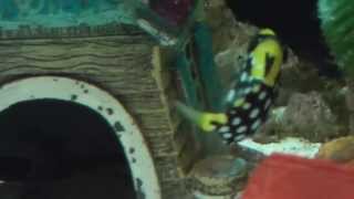 Baby clown trigger fish / progress on our tank