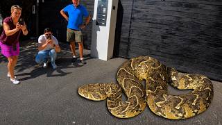 Man Stepped On Deadly Snake
