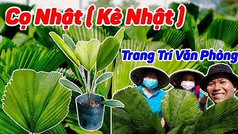 Siêu Thị Cây Cảnh | Cây Cọ Nhật-Cây Văn Phòng-Cây Nội Thất | Anh Hoa - Làng Hoa Trăm Tuổi (Vlog 45)
