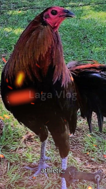 Best CROSS for Peruvian Gamefowl?