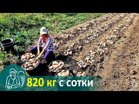 Посадка картофеля с травой без окучивания 🚀 Выращивание по технологии Гордеевых