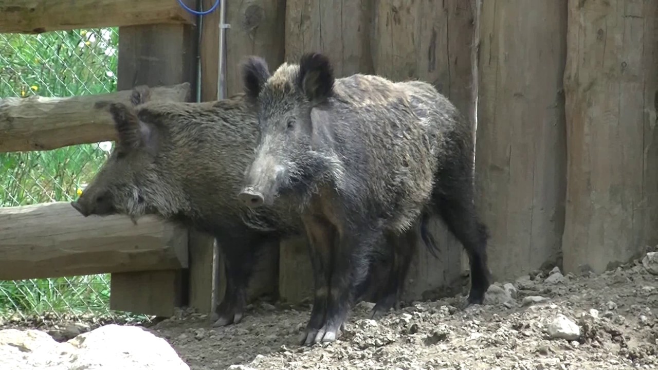 Zoo de la garenne ( suisse avril 2017 ) - YouTube