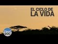 El Ciclo de la Vida. Shaba | Naturaleza - Planet Doc