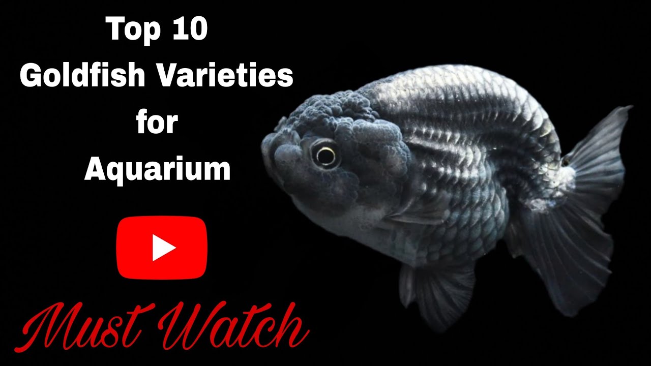 View of Top 10 Goldfish Varieties For Aquarium | Gold Fish in Aquarium | Must ...