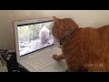 Funny Cats Compilation (Most Popular) Part 2