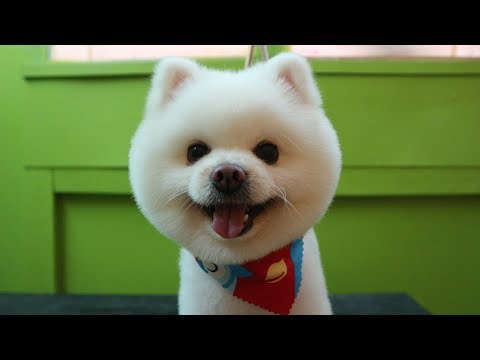 EP.66 |ตัดหน้ากลม EP 1 | ตัดขนสุนัข | Grooming |