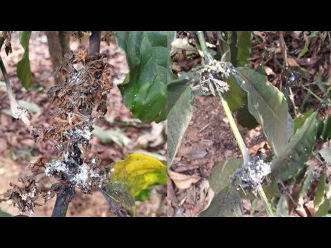 Hướng dẫn trị rệp sáp mọt sùng cho cà phê – Làm 1 lần, sạch lâu dài - youtube