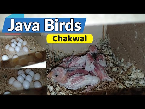 Java Breeding | Java chicks | | Java Birds | Java Full Setup | Java