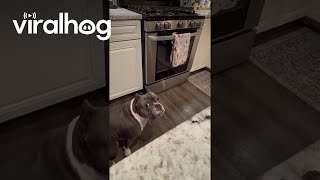 Dog Steals Kitchen Towel || ViralHog