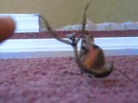 Fighting Preying Mantis