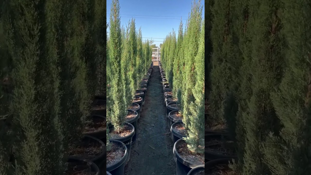 15g Italian Cypress ready to deliver 