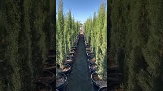15G Italian Cypress Ready To Deliver