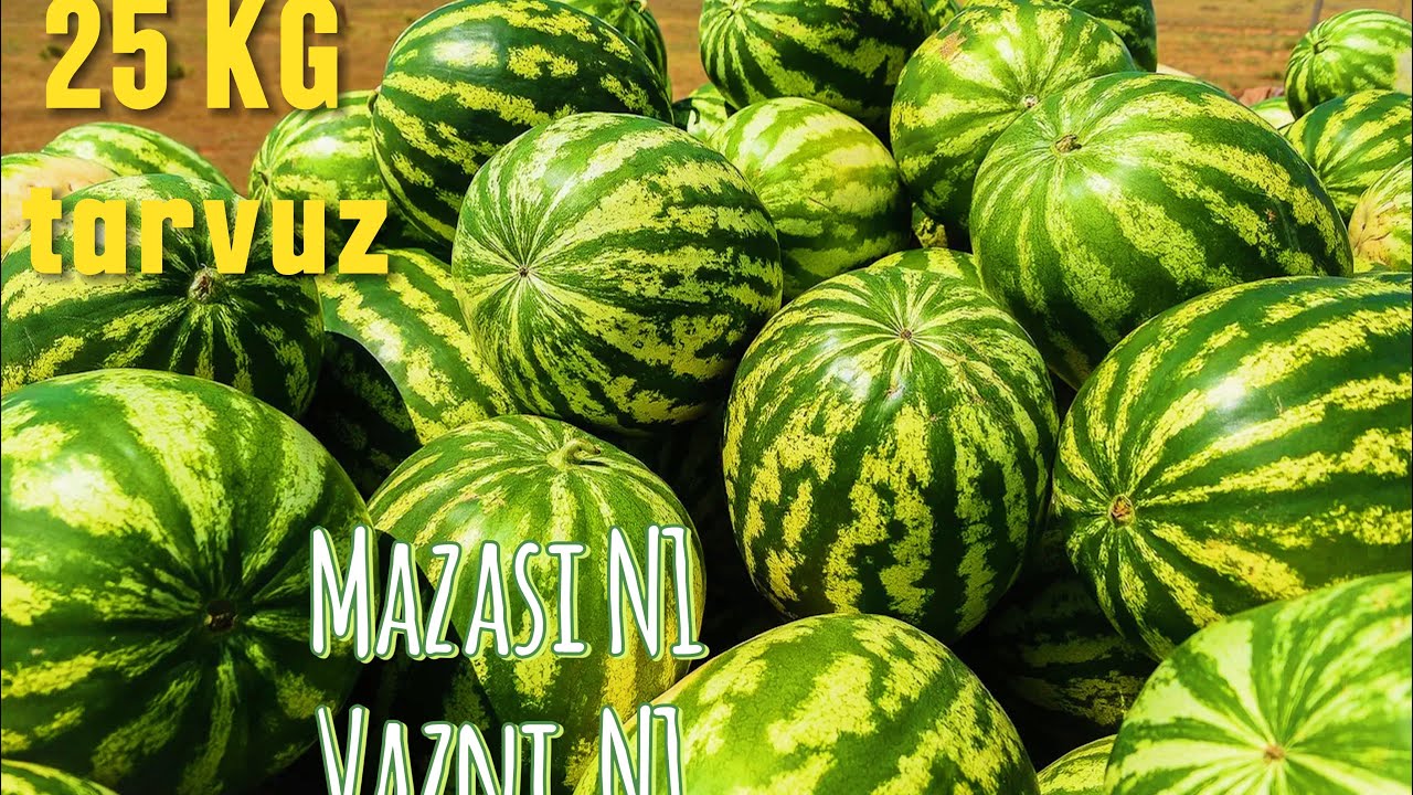 APPOLO tarvuz urug’lari 15 xildan ortiq turlari bor dastafka bor Tel: +99833 301 90 90 +93 533 95 55