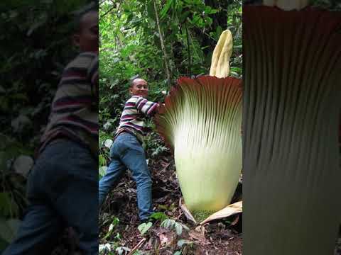 Video: ¿Hay flores de rafflesia en la selva amazónica?