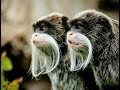 Emperor Tamarin Compliation