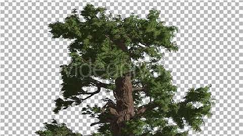 Western Juniper Moving Branches on a Crown | Motion Graphics - Envato elements