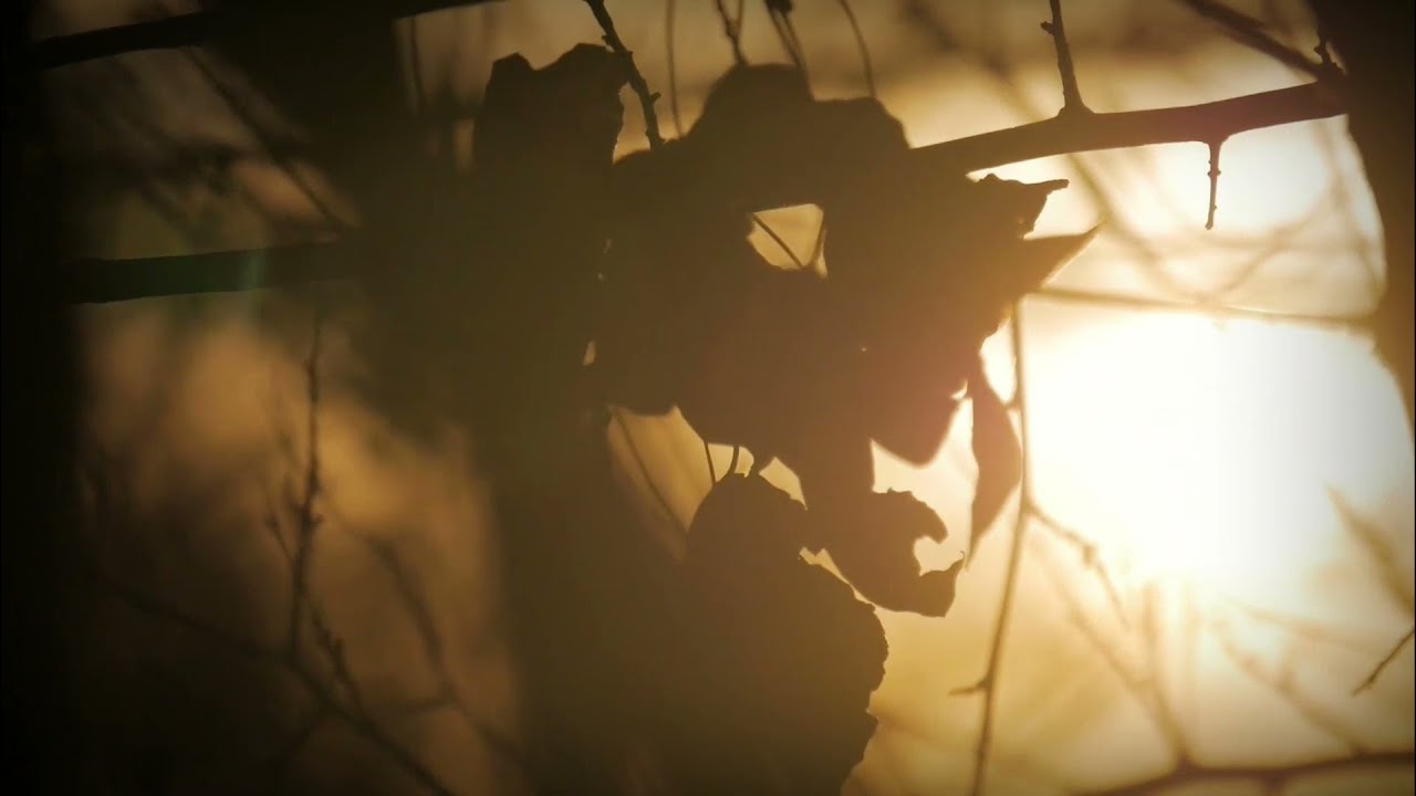 Andrew Howie - Sycamore